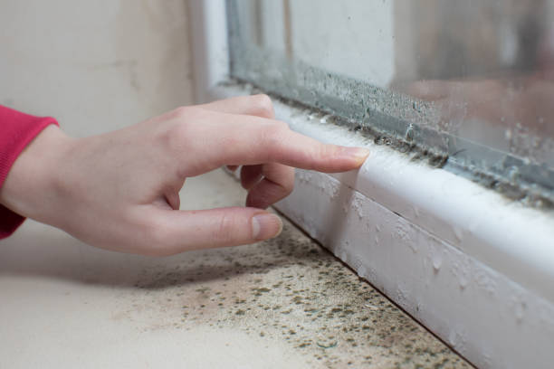Best Residential Mold Inspection & Testing  in New Baltimore, MI